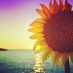 Meet your Posher, Henry